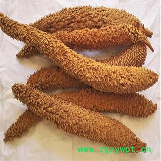 煜庭药业 铁树叶 雄花  铁树花图4