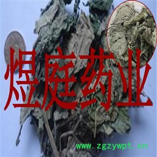 煜庭药业 楮叶 褚桃叶 楮树叶图3