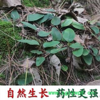 秦岭野生石苇中药材石韦中药店干石韦2019新货精选干石苇自然无硫图3