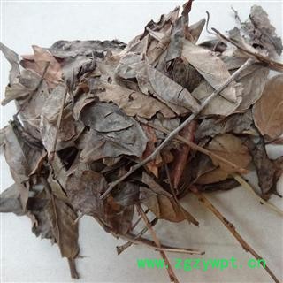 南烛叶 统 产地 玉林药市 库存 10公斤可售 买家承担运费图2