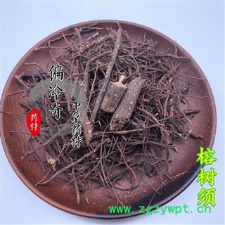 榕树须 吊风根 半天吊 倒生木 细叶榕 不死树图2