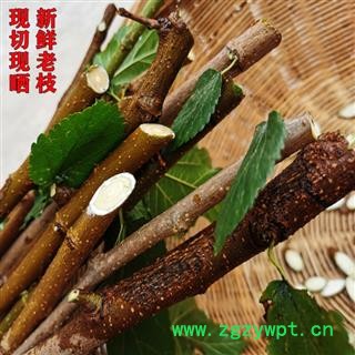 秦岭野生桑枝500g 桑枝片中药材桑枝桑树条桑枝桑叶树枝 老桑枝片图2