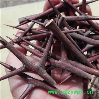 皂角刺 优质大刺选货 原产地直供 道地药材 河南嵩县 七天无理由退换货图2