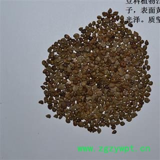 灵吉药业  望江南  凤凰草 羊角豆 正品 地道药材 货真价实 批发零售图2