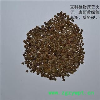 灵吉药业  望江南  凤凰草 羊角豆 正品 地道药材 货真价实 批发零售