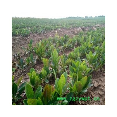 内蒙古呼伦贝尔大量批发白鲜皮苗