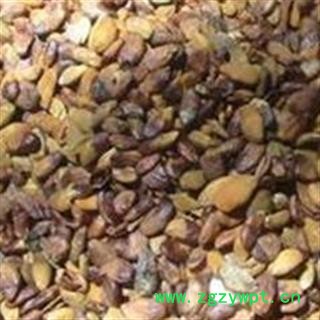 中药材 黄皮核 黄皮果核 去皮  正品 促销图2