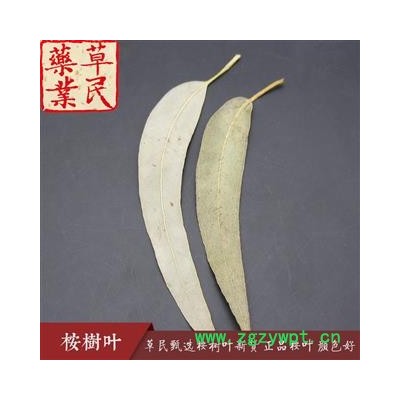 草民甄选桉树叶新货 正品桉叶 实物如图 专营冷备货量大从优