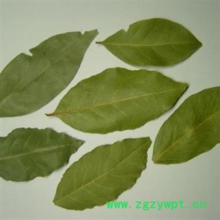 香叶个整  选  海外批发香料 中药材 花茶。可打粉图2