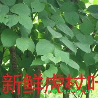 虎杖叶 选货 产地 湖北省黄冈市麻城市图2