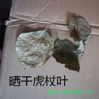 虎杖叶 选货 产地 湖北省黄冈市麻城市