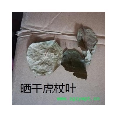 虎杖叶 选货 产地 湖北省黄冈市麻城市