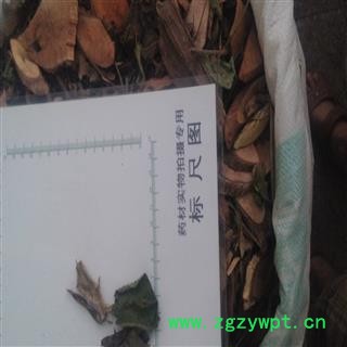 漆大姑 统 产地 广西壮族自治区梧州市长洲区图3