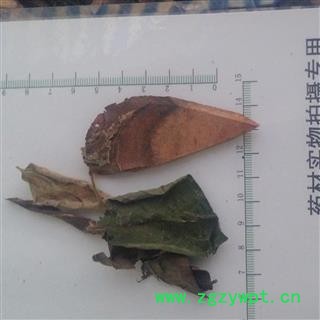 漆大姑 统 产地 广西壮族自治区梧州市长洲区图2