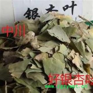 优质银杏叶  选装 青叶   浙江一级货  库存1000可售