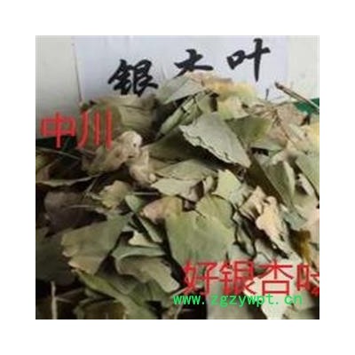 优质银杏叶  选装 青叶   浙江一级货  库存1000可售