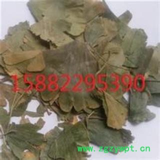 优质银杏叶  选装 青叶   浙江一级货  库存1000可售图2