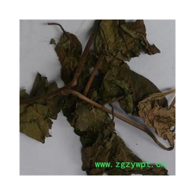 臭梧桐叶 根统 产地 安徽省亳州市谯城区