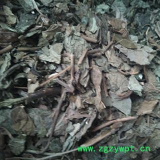 臭梧桐叶 根统 产地 安徽省亳州市谯城区图2