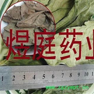 煜庭药业 龙利叶  龙脷叶 龙俐叶 舌叶 龙味叶 牛耳叶图3