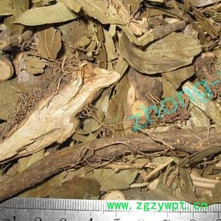 煜庭药业 常春藤 土鼓藤 钻天风 三角风 散骨风 枫荷梨藤图2