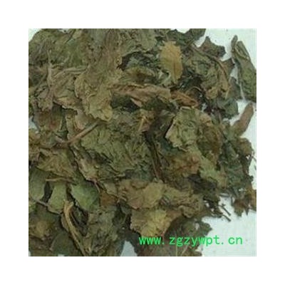 桑叶 统 产地 山东省