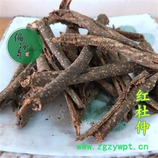 红杜仲 毛杜仲藤、红皮杜仲 统条 产地 广西壮族自治区玉林市图2