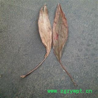 红铁树叶 选 产地 广西壮族自治区玉林市市辖区图2