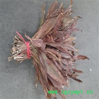 红铁树叶 选 产地 广西壮族自治区玉林市市辖区图3