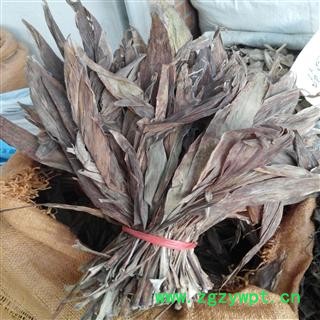 红铁树叶 选 产地 广西壮族自治区玉林市市辖区