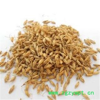 扶芳藤 金线风、九牛造、靠墙风、络石藤、爬墙草、爬墙风、爬墙虎统 产地 广西壮族自治区图3