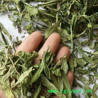 甜叶菊 好统 产地 江苏省图2