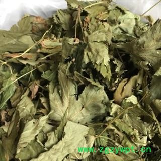 安祁名药正品野生 甜茶  刺儿茶图2