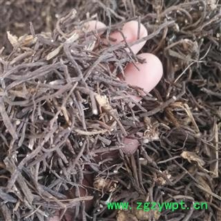 安祁名药正品榕树须 榕树叶  半天吊图2