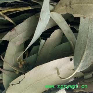 安祁名药桉树叶 桉叶图2