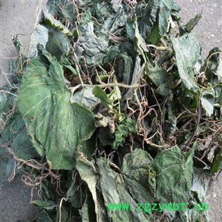 青天葵 精品好货 产地 四川省成都市双流县图3