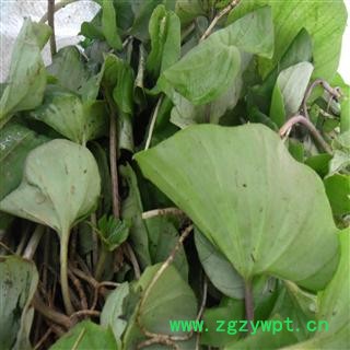 青天葵 精品好货 产地 四川省成都市双流县图2