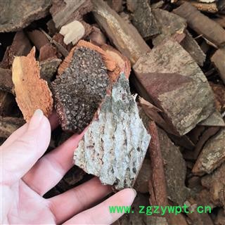 安祁名药正品地枫皮 钻地风图2