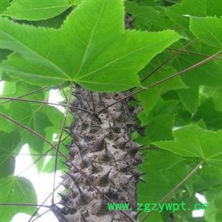 【买10送1】海桐皮 丁桐皮 鸟不宿 秦岭山民自砍切丝或片 日晒无硫 500g【打折已结束】图2