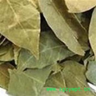 香叶 精品香叶 颜色好气味浓郁 产地直销 产地 广西壮族自治区图2