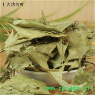 小丽百草行枸骨叶  枸骨叶产地山西图2