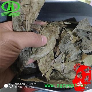 世元药业 山香圆叶 别称 两指剑 千打锤 七寸钉 山香橼叶 香山元叶图2