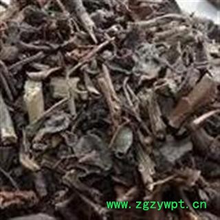 小丽百草行石苋菜  石油菜 打不死图2