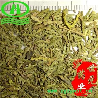 世元药业 侧柏叶 正品 别称 侧柏树叶 侧柏树叶 香柏 扁柏 柏树图2