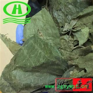 世元药业 布渣叶 正品 优质 麻布叶 破布叶图2