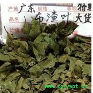 诺源药材行中药材 布渣叶 蓑衣子 破布叶 麻布叶图2