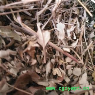 诺源中药材正品木豆叶 新货无硫图2