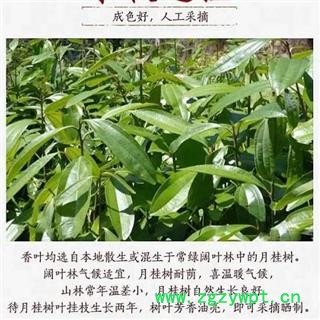 秦岭优质野生香叶 味浓无硫500g图2