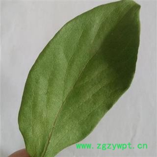 【新货】秦岭柿子叶天然无硫自采日晒精选 无污染500g图3