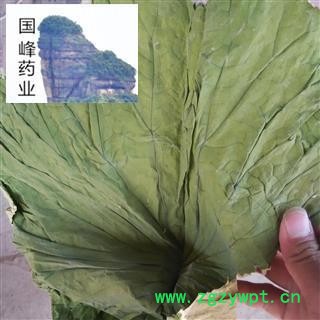 荷叶 长条 颜色好 足干 产地直销 国峰药业 重在品质 产地 山东省图3